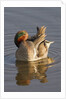 Male Green-Winged Teal Duck grooming by Anonymous