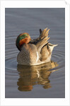 Male Green-Winged Teal Duck grooming by Anonymous