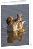 Male Green-Winged Teal Duck grooming by Anonymous