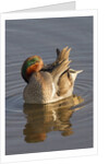 Male Green-Winged Teal Duck grooming by Anonymous