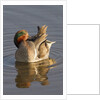 Male Green-Winged Teal Duck grooming by Anonymous