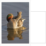 Male Green-Winged Teal Duck grooming by Anonymous