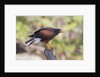 Harris's Hawk by Anonymous