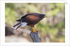 Harris's Hawk by Anonymous