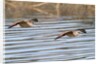 Pair of Marbled Godwits in flight by Anonymous