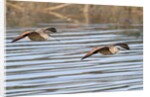Pair of Marbled Godwits in flight by Anonymous