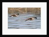 Pair of Marbled Godwits in flight by Anonymous