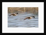 Pair of Marbled Godwits in flight by Anonymous