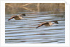Pair of Marbled Godwits in flight by Anonymous
