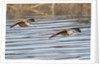 Pair of Marbled Godwits in flight by Anonymous
