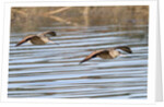 Pair of Marbled Godwits in flight by Anonymous