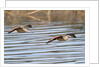Pair of Marbled Godwits in flight by Anonymous
