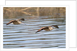 Pair of Marbled Godwits in flight by Anonymous