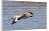 Willet in flight by Anonymous