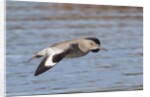 Willet in flight by Anonymous