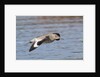 Willet in flight by Anonymous