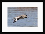 Willet in flight by Anonymous