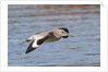 Willet in flight by Anonymous