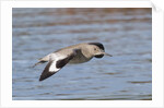 Willet in flight by Anonymous