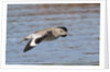 Willet in flight by Anonymous
