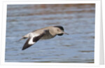 Willet in flight by Anonymous