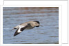 Willet in flight by Anonymous
