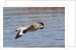 Willet in flight by Anonymous