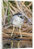 Black-Crowned Night-Heron by Anonymous