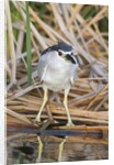 Black-Crowned Night-Heron by Anonymous
