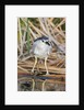 Black-Crowned Night-Heron by Anonymous