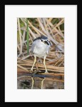 Black-Crowned Night-Heron by Anonymous