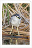 Black-Crowned Night-Heron by Anonymous
