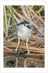 Black-Crowned Night-Heron by Anonymous
