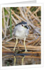 Black-Crowned Night-Heron by Anonymous