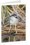Black-Crowned Night-Heron by Anonymous
