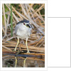 Black-Crowned Night-Heron by Anonymous