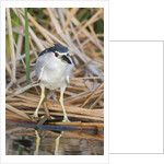 Black-Crowned Night-Heron by Anonymous