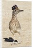 Greater Roadrunner by Anonymous