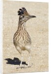 Greater Roadrunner by Anonymous