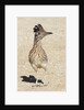Greater Roadrunner by Anonymous
