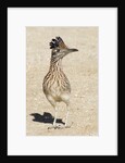 Greater Roadrunner by Anonymous