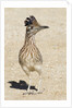 Greater Roadrunner by Anonymous