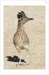 Greater Roadrunner by Anonymous