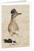 Greater Roadrunner by Anonymous