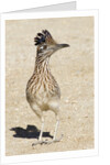 Greater Roadrunner by Anonymous