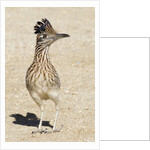 Greater Roadrunner by Anonymous