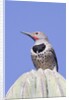 Gilded Flicker by Anonymous