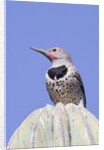 Gilded Flicker by Anonymous