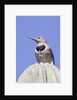 Gilded Flicker by Anonymous