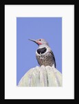 Gilded Flicker by Anonymous